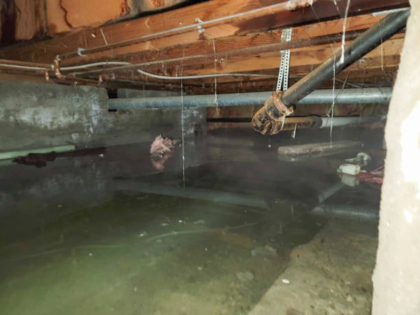 Best Water damage cleanup near me  in Brockway, PA